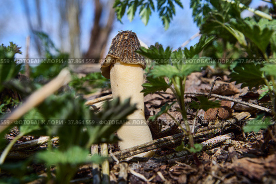 Wild edible mushroom morel grows in spring forest. Стоковое фото, фотограф Владимир Григорьев / Фотобанк Лори