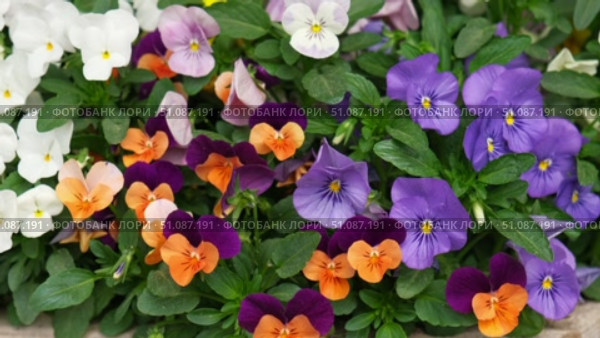 Wild pansies, Viola Tricolor, also known as Johnny Jump Up. Many Purple and Yellow Flowers. Pansies on a Backyard. Landscaping in Green Home Garden. Landscape Design with Flower beds in Summer. Стоковое видео, видеограф Марина Демидюк / Фотобанк Лори