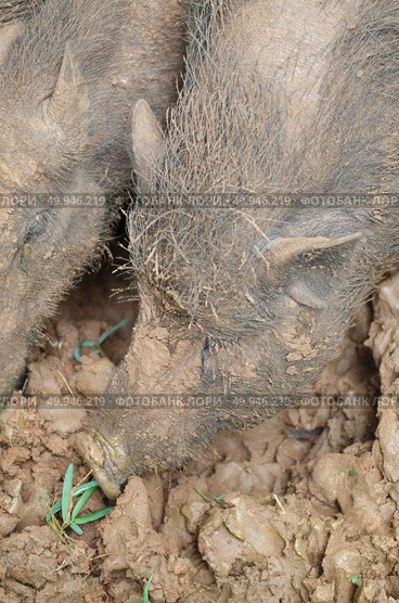 Wild pig. Стоковое фото, агентство Ingram Publishing / Фотобанк Лори