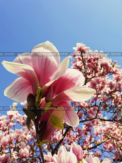Wild pink magnolia tree buds blooming, floral pattern over blue sky. Spring flower cluster blossoms close up on the branches in the park. Beautiful nature concept, seasonal outdoor in a warm sunny day. Стоковое фото, агентство Ingram Publishing / Фотобанк Лори