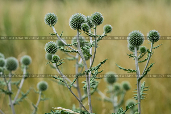 Wild plant of Echinops sphaerocephalus, close-up. Стоковое фото, фотограф Sergey Kohl / Фотобанк Лори