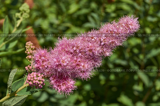 Willow-leaved spirea (lat. Spiraea salicifolia). Close-up of a flowering inflorescence of willow-leaved spirea on a background of green foliage. Стоковое фото, фотограф Андрей Жигальцов / Фотобанк Лори