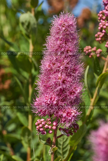 Willow-leaved spirea (lat. Spiraea salicifolia). Close-up of a flowering inflorescence of willow-leaved spirea on a background of green foliage. Стоковое фото, фотограф Андрей Жигальцов / Фотобанк Лори