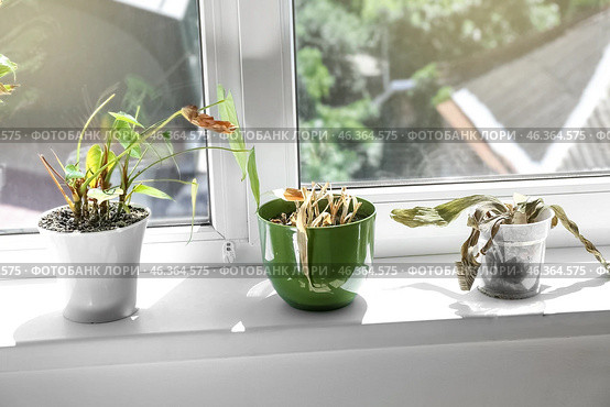 Wilted houseplants on windowsill in room. Стоковое фото, фотограф Pixel_shot / Фотобанк Лори