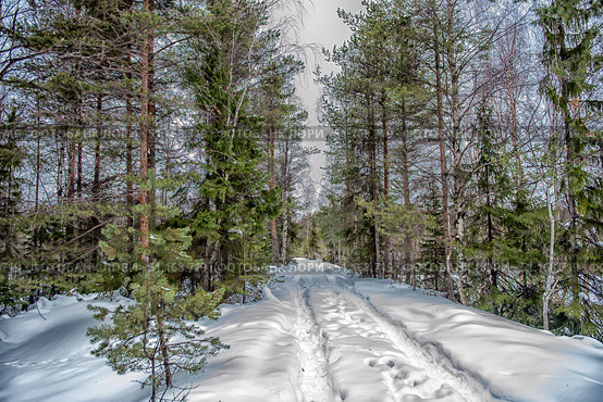 Winter forest landscape with a snow-covered road stretching into the distance between spruce and pine trees. Deep footprints and tracks in the fresh snow are visible along the path. Tall coniferous trees with thick green needles contrast with the whiteness of the snow, creating an atmosphere of silence and solitude. The photo is filled with a feeling of frosty air, tranquility and untouched nature. Perfect for illustrating themes of winter, forest walks, ecotourism, solitude in nature and seasonal natural landscapes. Стоковое фото, фотограф Анна Кривицкая / Фотобанк Лори