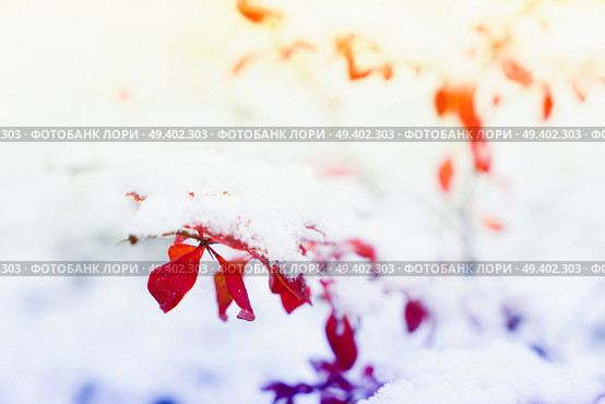 Winter time - frosted landscape with red leaves and fresh snow, retro toned. Winter landscape with snow. Стоковое фото, агентство Ingram Publishing / Фотобанк Лори