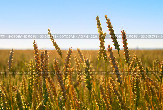 With the growing field of ripe wheat. Стоковое фото, фотограф Алексей Хромушин / Фотобанк Лори