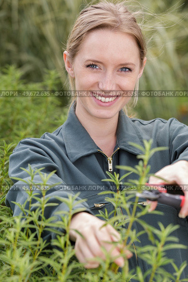 woman cuts a branch of tree with pruning scissors. Стоковое фото, агентство Ingram Publishing / Фотобанк Лори
