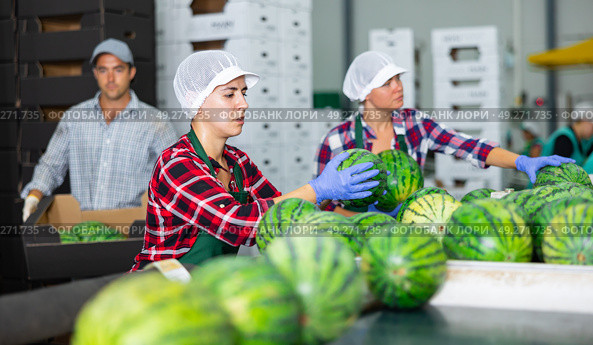 Woman hardworking in agricultural facility, sorting watermelons. Стоковое фото, фотограф Яков Филимонов / Фотобанк Лори