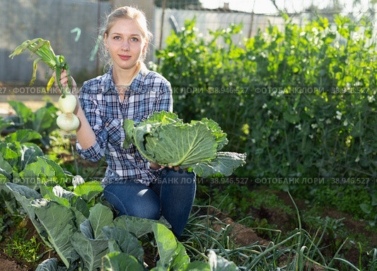 Woman harvesting cabbage. Стоковое фото, фотограф Яков Филимонов / Фотобанк Лори