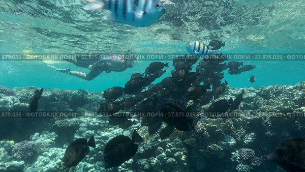 Woman in diving equipment swimming on the surface of the water and looks at on shoal of Sailfin Tang fish. Female snorkeler swims underwater and looking on underwater world. Red sea Egypt. Стоковое фото, фотограф Некрасов Андрей / Фотобанк Лори