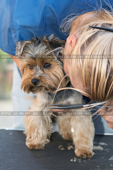 Woman is cutting a chest of the dog. Стоковое фото, фотограф Jaroslav Frank / PantherMedia / Фотобанк Лори
