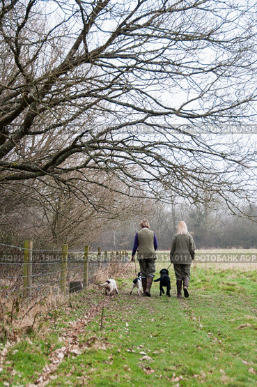 Woman walking dogs in a field. Стоковое фото, агентство Ingram Publishing / Фотобанк Лори