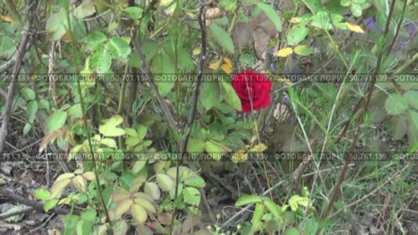 Woman weeding a bush of crimson roses. Pulling out weeds. Стоковое видео, видеограф Vadzim Yakubovich / Фотобанк Лори