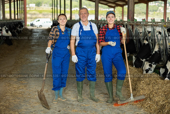 Women and senior man employees of livestock farm stands under shed in cowshed. Стоковое фото, фотограф Яков Филимонов / Фотобанк Лори