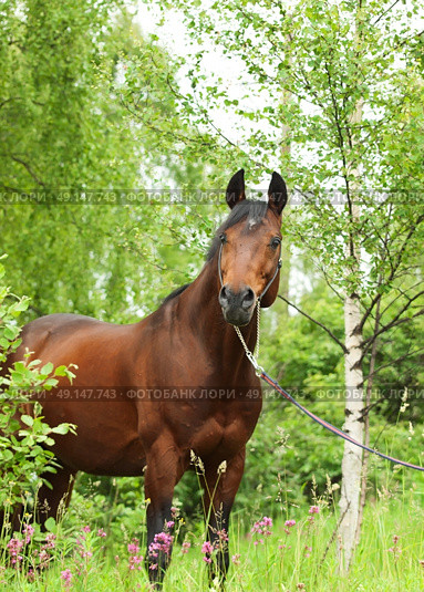 wonderful Trakehner stallion in spring forest cloudy day. Стоковое фото, агентство Ingram Publishing / Фотобанк Лори
