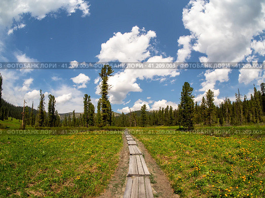 Wooden ecotrope stretching into the distance. Eco-trail to the far fabulous forest on a sunny summer day. We move forward on the trail and enjoy the freedom. Wooden deck, eco trail without people. Стоковое фото, фотограф Саблин Станислав / Фотобанк Лори