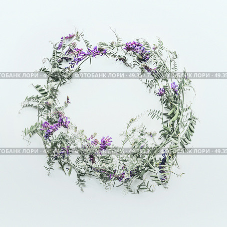 Wreath made of wild flowers on white background. Summer concept. Flat lay, top view. Floral design and purple flowers arrangement . Mouse pea. Vetch multicolor (Vicia cracca) Стоковое фото, агентство Ingram Publishing / Фотобанк Лори
