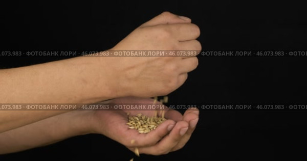 Ячменное зерно пересыпается из ладони фермера в ладонь другого фермера. Семена сыплются из рук фермера. Черный фон. Стоковое видео, видеограф Александр Собко / Фотобанк Лори