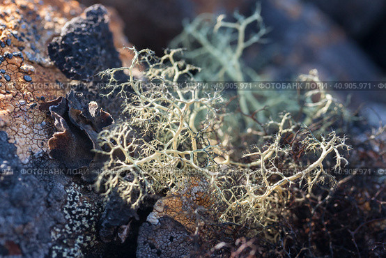 Ягель (Cladonia) среди камней, покрытых другими видами лишайников. Крупный план. Растения Чукотки. Арктическая природа. Чукотский автономный округ, Сибирь, Дальний Восток России. Стоковое фото, фотограф Андрей Степанов / Фотобанк Лори