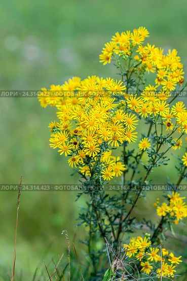 Якобея обыкновенная или Крестовник Якова ( лат. Jacobaea vulgaris, Senecio jacobaea L.). Дикорастущее ядовитое, лекарственное растение Сибири. Стоковое фото, фотограф Евгений Мухортов / Фотобанк Лори