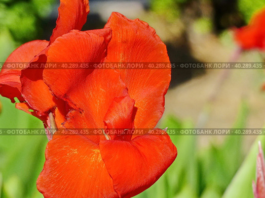 Яркая канна (Canna). Распространена в основном в Центральной и Южной Америке. Канну с древних времен возделывали индейцы тропической Америки из-за крахмалистых корневищ, потребляемых в запеченном виде. Стоковое фото, фотограф Сергей Елизарьев / Фотобанк Лори