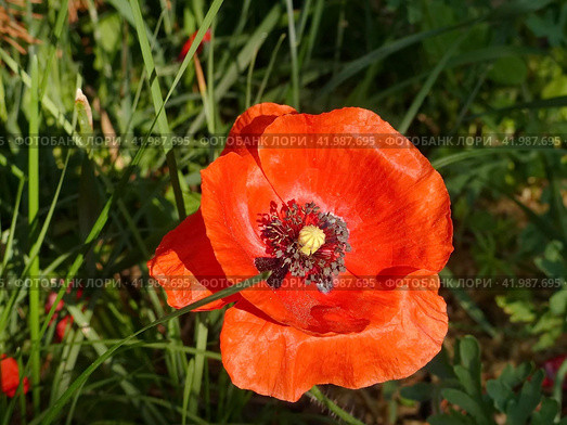 Яркий красный мак. Мак (лат. Papaver) — род травянистых растений семейства Маковые (Papaveraceae) Стоковое фото, фотограф Сергей Елизарьев / Фотобанк Лори