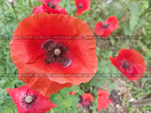 Яркий красный мак. Мак (лат. Papaver) — род травянистых растений семейства Маковые (Papaveraceae) Стоковое фото, фотограф Сергей Елизарьев / Фотобанк Лори
