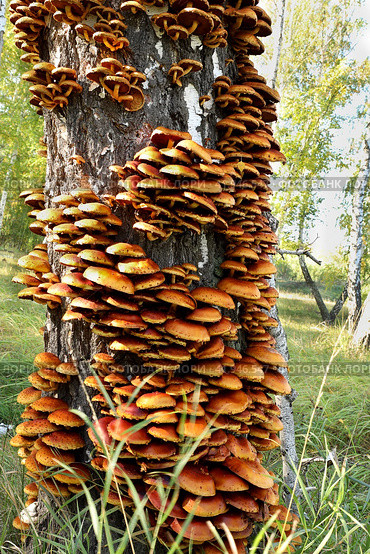 Ярко-желтый ложные опята (лат.Hypholoma), растущие на старой березе - вертикальное фото. Стоковое фото, фотограф Наталья Сухорукова / Фотобанк Лори