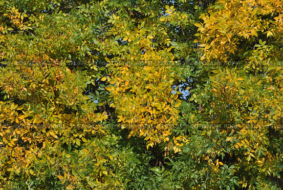 Ясень обыкновенный, или высокий (Fraxinus excelsior, European Ash) осенью. Стоковое фото, фотограф lana1501 / Фотобанк Лори