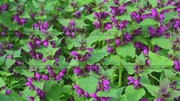 Яснотка (лат. Lamium), травянистое почвопокровное растение семейства яснотковые (Lamiaceae), или губоцветные (Labiatae). Стоковое видео, видеограф Владимир Литвинов / Фотобанк Лори