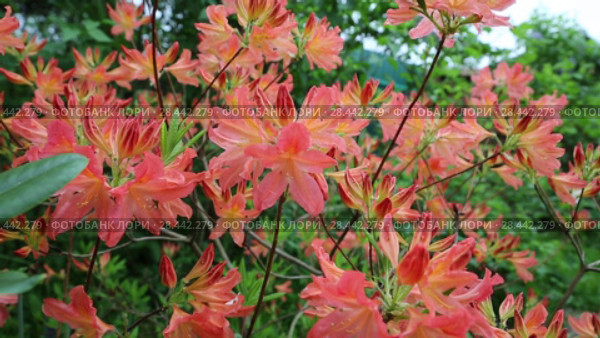 Yellow Azalea (Rhododendron luteum, Rhododendron flavum, Azalea pontica), hybridn. Стоковое видео, видеограф Ольга Сейфутдинова / Фотобанк Лори
