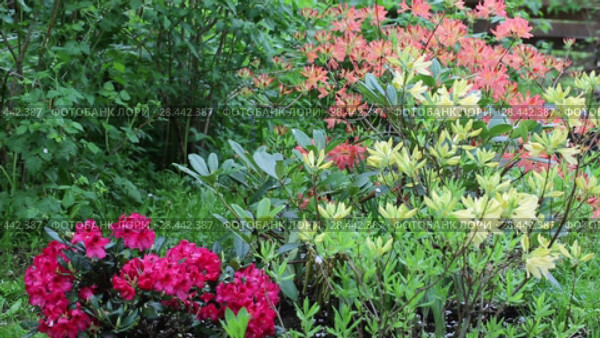 Yellow Azalea (Rhododendron luteum, Rhododendron flavum, Azalea pontica), hybridn. Стоковое видео, видеограф Ольга Сейфутдинова / Фотобанк Лори