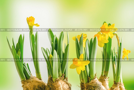 Yellow daffodil lilys on a green background in the spring. Стоковое фото, агентство Ingram Publishing / Фотобанк Лори