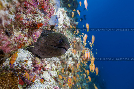 Yellow-edged moray (Gymnothorax flavimarginatus) spits out from under the reef, Indian Ocean, Maldive. Стоковое фото, фотограф Некрасов Андрей / Фотобанк Лори