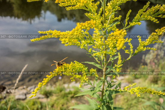 Yellow flowers with bee water landscape (2021 год). Стоковое фото, фотограф Iva Noel / Фотобанк Лори