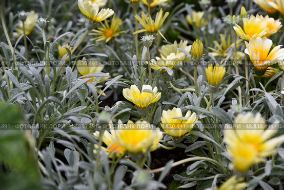 Yellow Gazania rigens flowers in tropical Singapore garden with soft silver leaves and dense sunny blooms. Стоковое фото, фотограф Татьяна Терехина / Фотобанк Лори