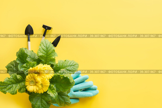 Yellow gerbera, shovel, gardening tolls on yellow. Copy space. Стоковое фото, фотограф Светлана Лажко / Фотобанк Лори