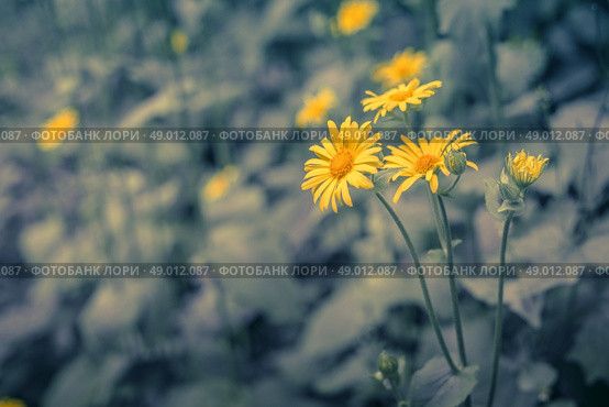 Yellow marguerites on a blue toned background. Стоковое фото, агентство Ingram Publishing / Фотобанк Лори