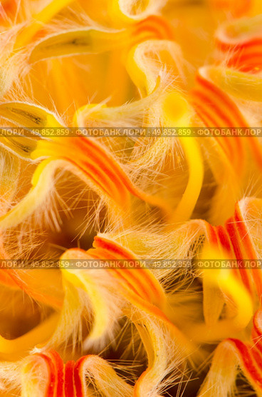Yellow Pincushion Protea flower closeup. Стоковое фото, агентство Ingram Publishing / Фотобанк Лори
