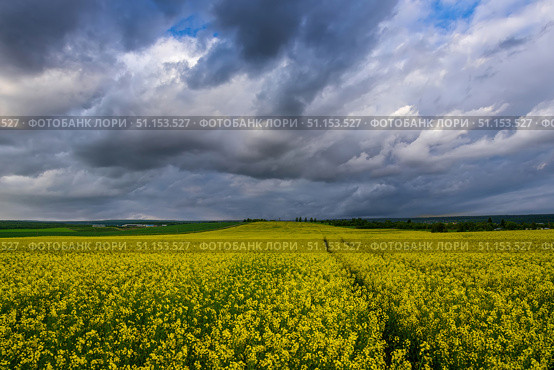 Yellow rapeseed field with a pathway through the blooming flowers under a dark, dramatic storm cloud sky. Стоковое фото, фотограф Емельянов Евгений Викторович / Фотобанк Лори