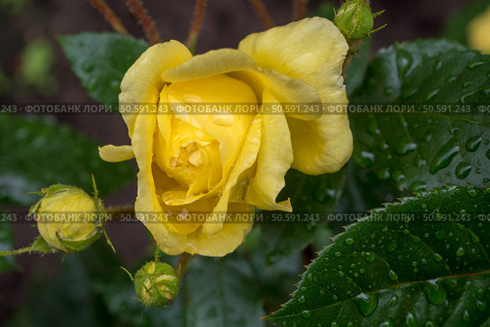 Yellow roses with water drops. Стоковое фото, фотограф Argument / Фотобанк Лори