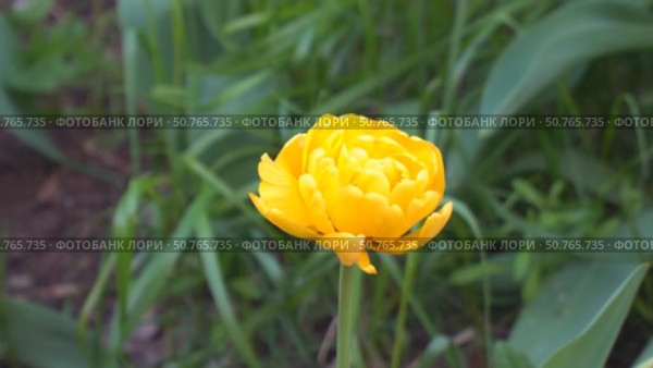 Yellow terry tulip blooms in the garden. Стоковое видео, видеограф Александр Прошкин / Фотобанк Лори