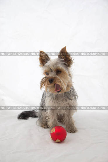 Yorkshire Terrier with red Chrismas ball. Стоковое фото, фотограф Jaroslav Frank / Smarterpix / Фотобанк Лори