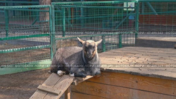Young and adult goats playing, climbing, and munching on hay in a fenced enclosure with a wooden shelter at the zoo, soaking up the warmth of a sunny day. Стоковое видео, видеограф Ольга Ильина / Фотобанк Лори