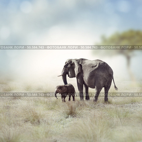 Young Elephant With Its Mother . Стоковое фото, агентство Ingram Publishing / Фотобанк Лори