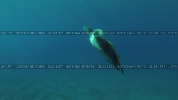 Young female Green Sea Turtle (Chelonia mydas) with Remora fish (Echeneis naucrates) floats to surface of water, breathes and dives to the bottom, Red sea, Marsa Alam, Abu Dabab, Egypt. Стоковое видео, видеограф Некрасов Андрей / Фотобанк Лори