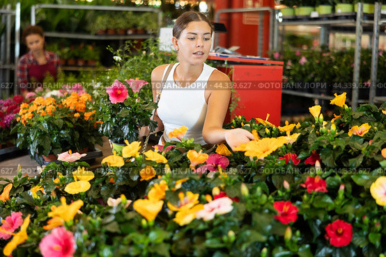 Young girl choosing hibiscus in flower-pots in plants market. Стоковое фото, фотограф Яков Филимонов / Фотобанк Лори
