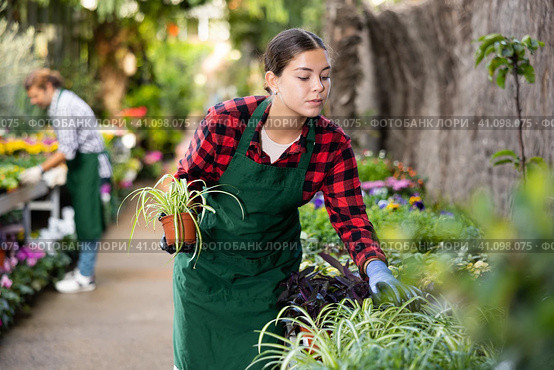 Young girl floriculturist checking potted Chlorophytum comosum in greenhouse. Стоковое фото, фотограф Яков Филимонов / Фотобанк Лори
