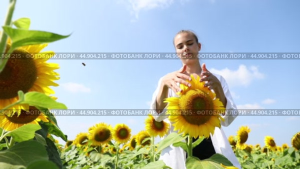 Young girl picking petals on a sunflower. Стоковое видео, видеограф Андрей Аркуша / Фотобанк Лори